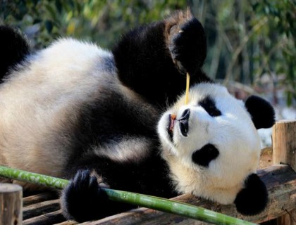 osos panda en china